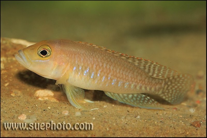 Neolamprologus sp. 'ventralis kasanga' Chituta Bay
